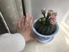 -金陵花卉交易市场