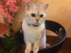 -李小姐の猫咖啡馆(五角场店)