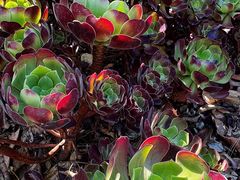 -墨尔本皇家植物园