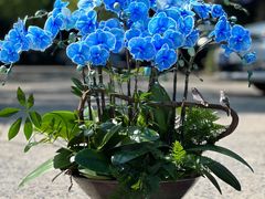 -上海虹桥花卉市场经营管理有限公司-停车场