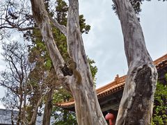 -大理文庙(大理古城)