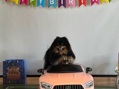 -百好乐宠物友好餐厅(朝外大街店)