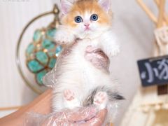 -小猫来了·猫舍(红山六九七九店)