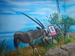 -西霞口神雕山野生动物世界