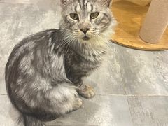 -楼上猫咖(罗湖店)