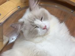 -MOCHA明星猫咖(田子坊店)