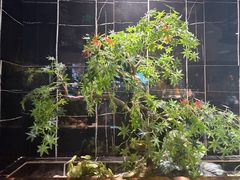 -吉布鲁牛排海鲜自助(成都大悦城店)