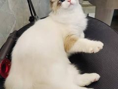 -东方名猫馆·英短金渐层布偶猫舍(环线广场1号楼店)