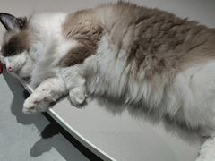 -琪喵猫屋·撸猫猫咖·猫舍