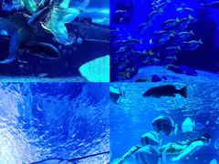 -海合安天津极地海洋公园