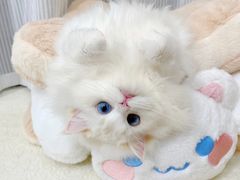 -暖阳宠物医院·犬猫康复中心·骨科