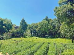 -野蔓果·山野菜(西湖景区·龙井茶田店)