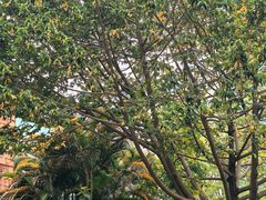 -陈李济中药博物馆