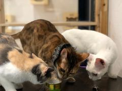 -猫色咖啡·猫咖