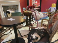 大堂-猫色咖啡·猫咖