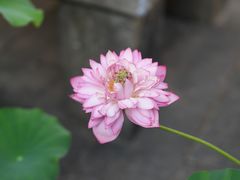 -上海方塔园