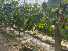 -马陆小张葡萄园农家乐