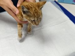 -博特宠物医院24h犬猫全科.骨科·异宠