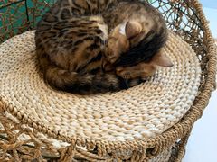 -飞行喵MR PILOT|猫舍·猫咖(静安大融城店)
