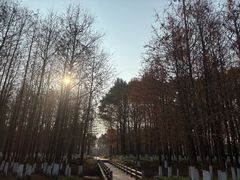 -九科绿洲