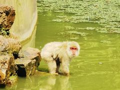 -合肥野生动物园