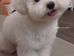 -诺比宠物医院心脏内科·泌尿肾内外科·骨科急重症