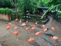 -清迈夜间动物园