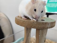 -怪兽屋·羊驼·猫咖·狗咖(俊华广场店)