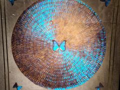 -上海昆虫博物馆