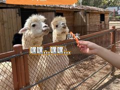 -大连森林动物园