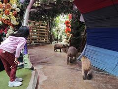 -正佳雨林生态植物园