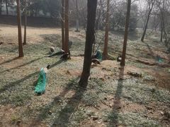 -合肥野生动物园