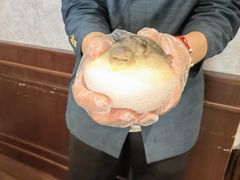 -肆月河豚·新淮扬(金融街店)