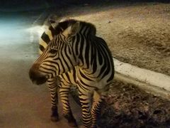 -清迈夜间动物园