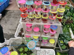 -清平路水族市场