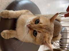 -飞行喵MR PILOT|猫舍·猫咖(静安大融城店)