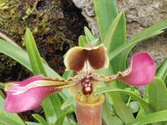 -国家植物园南园