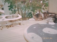 -屋虎猫馆(宝安大仟里店)