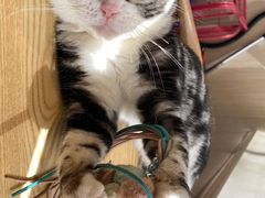 -绒爪撸猫下午茶·猫咖
