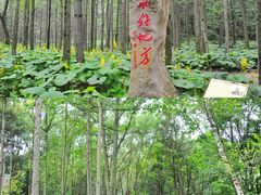 -洛阳白云山景区