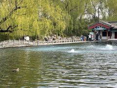 -百脉泉景区