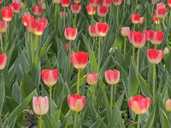 -长春公园(普阳街道)