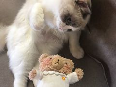 -猫和宫(六道口店)