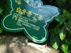-呀诺达热带雨林