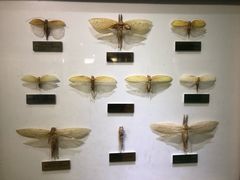 -上海昆虫博物馆