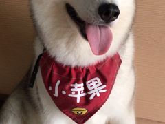 -Husky Go! 哈士奇体验馆·宠物咖啡厅狗咖