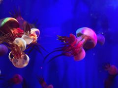 -成都浩海立方海洋公园