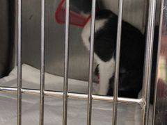 -瑞派·关忠动物医院·异宠专科·犬猫肿瘤·皮肤专科(望京店)