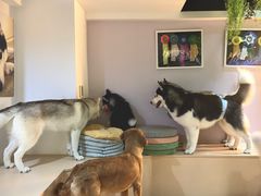 -Husky Go! 哈士奇体验馆·宠物咖啡厅狗咖