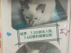 -半岛宠物医院24小时(科华中路店)